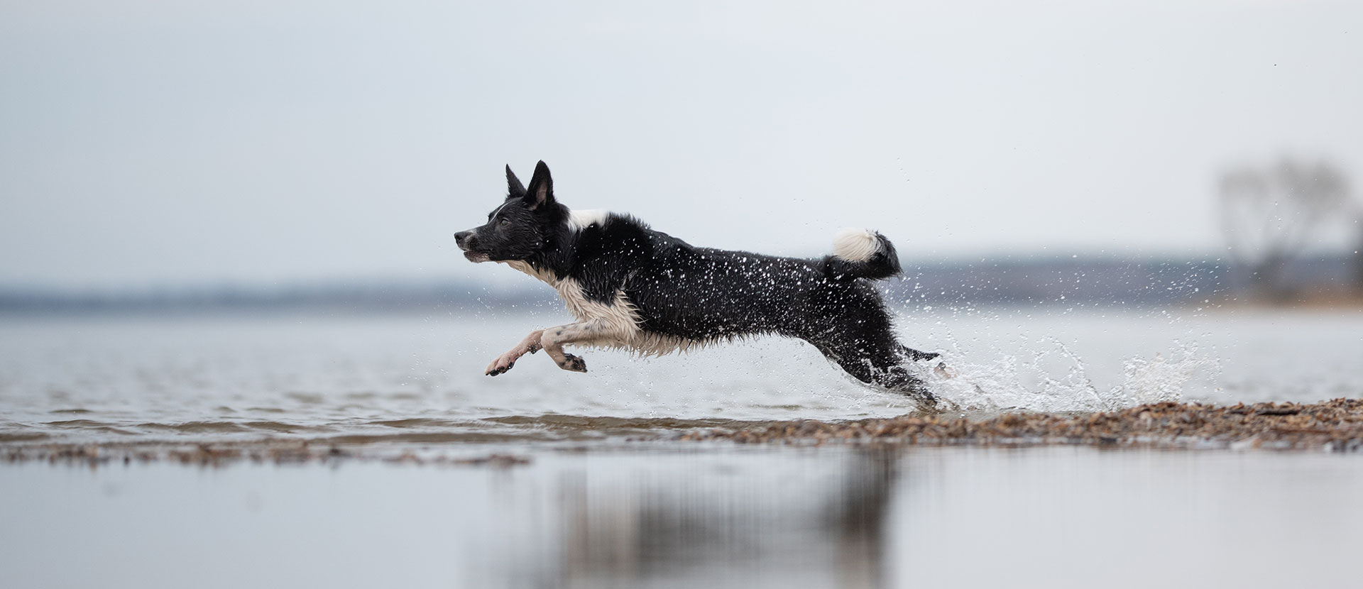 Como-fortalecer-el-sistema-inmune-de-un-perro (1).jpg